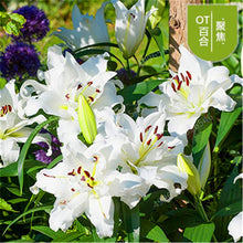 Load image into Gallery viewer, 102pcs Lily Bulbs ,Lilium Bulbs, Flower Bulbs Perennials,Lelies Exotic Indoor Plants Flower Bulbs Garden Bulbos De Flores
