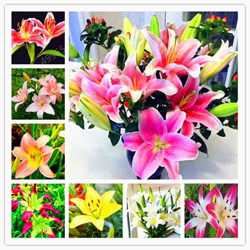 102pcs Lily Bulbs ,Lilium Bulbs, Flower Bulbs Perennials,Lelies Exotic Indoor Plants Flower Bulbs Garden Bulbos De Flores