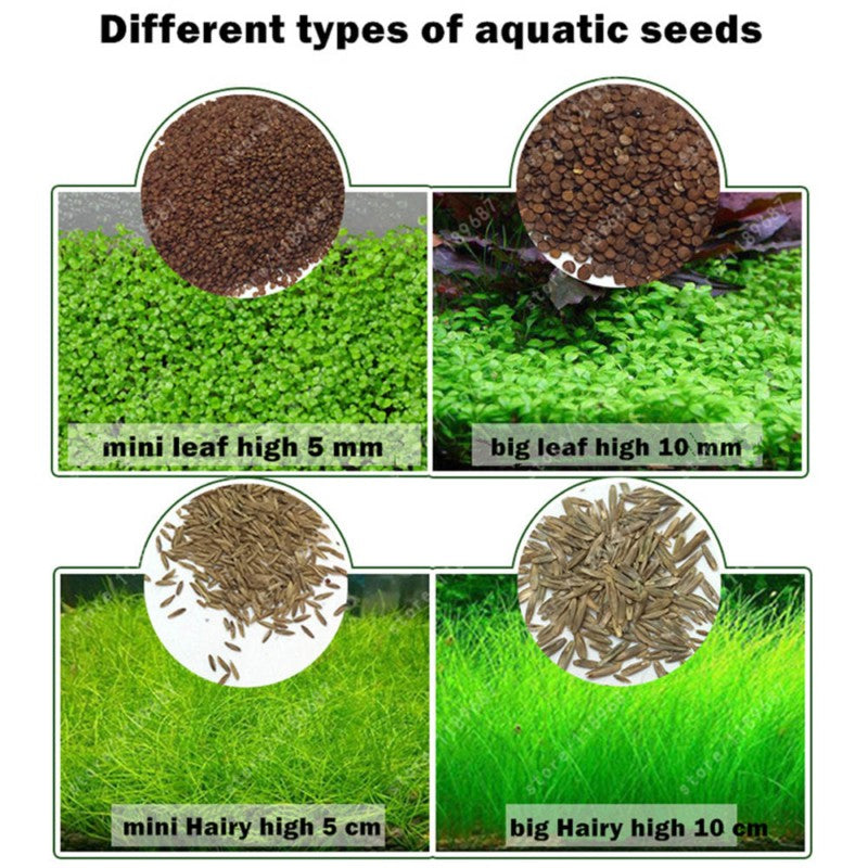 planting seeds in water Beautiful Aquarium Grass Seeds Water Aquatic Green Plants Fish Tank De – Diannt Store