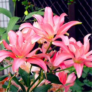 102pcs Lily Bulbs ,Lilium Bulbs, Flower Bulbs Perennials,Lelies Exotic Indoor Plants Flower Bulbs Garden Bulbos De Flores