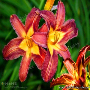 102pcs Lily Bulbs ,Lilium Bulbs, Flower Bulbs Perennials,Lelies Exotic Indoor Plants Flower Bulbs Garden Bulbos De Flores