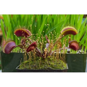 Nepenthes Carnivorous  Dionaea  Clip Venus Flytrap Artificial Fake Plant  100 Pcs